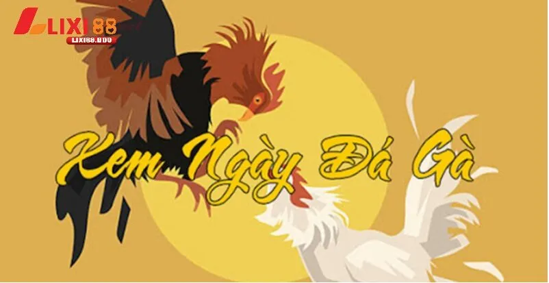 Chọn ngày thi đấu theo mạng gà để nâng cao tỷ lệ thắng