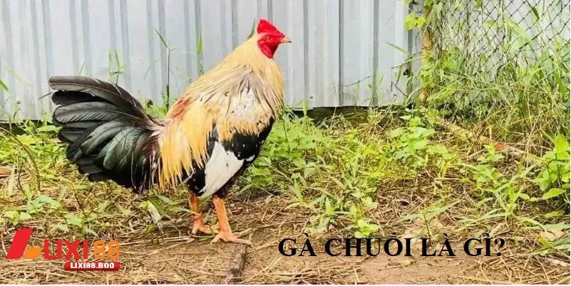 Gà chuối mạng gì – Khám phá bí ẩn tướng gà đá cực phẩm