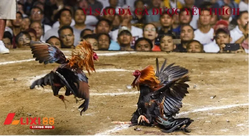 Vì sao Đá gà lixi88 được cộng đồng yêu thích?